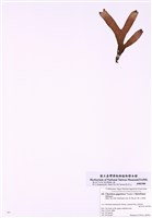 藏品(巨大角叉菜 )的圖片